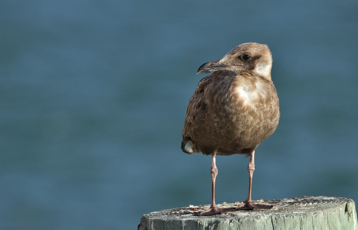 Gaviota Argéntea Americana - ML646719760