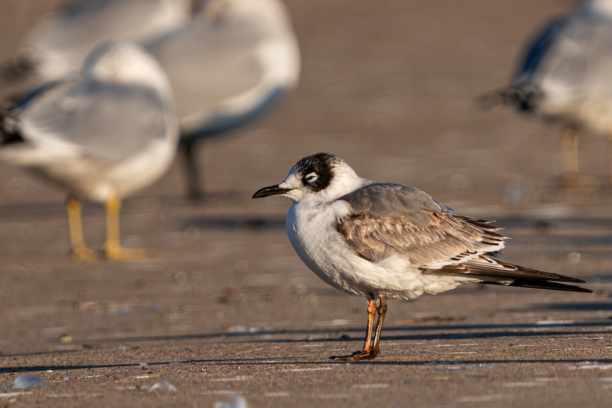 Franklin's Gull - ML646719762