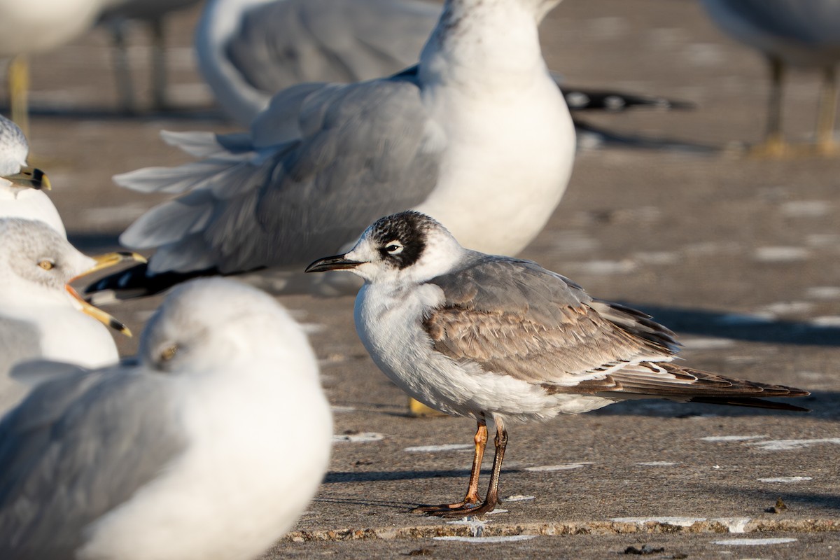 Franklin's Gull - ML646719763