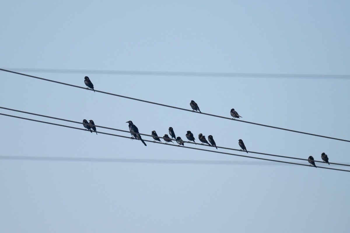 Bronzed Cowbird - ML646719764