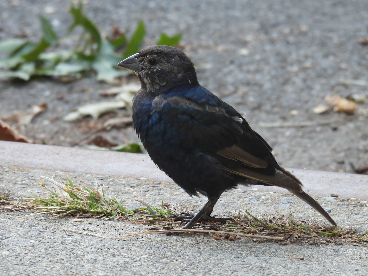 Brown-headed Cowbird - ML646719765