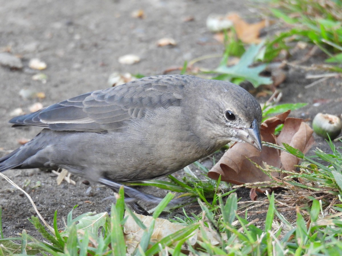 Brown-headed Cowbird - ML646719766