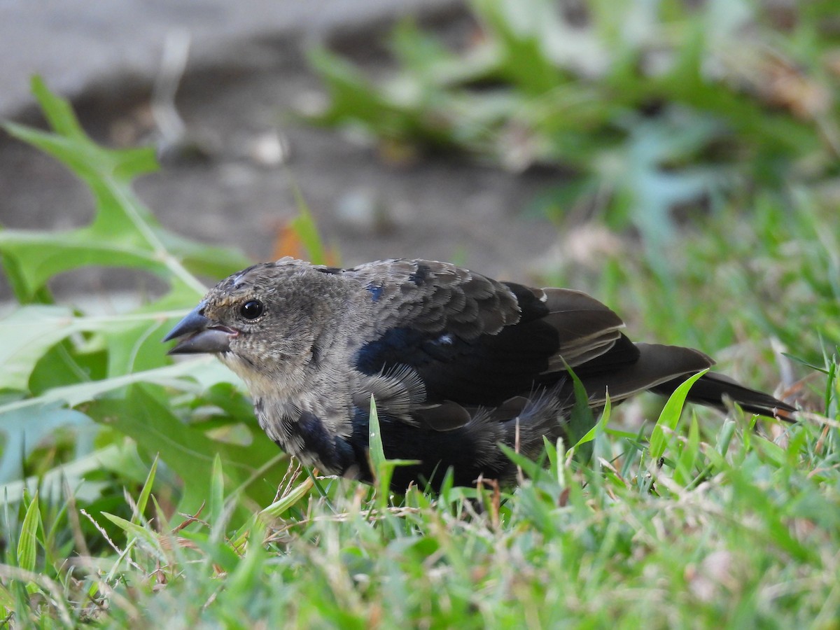Brown-headed Cowbird - ML646719767