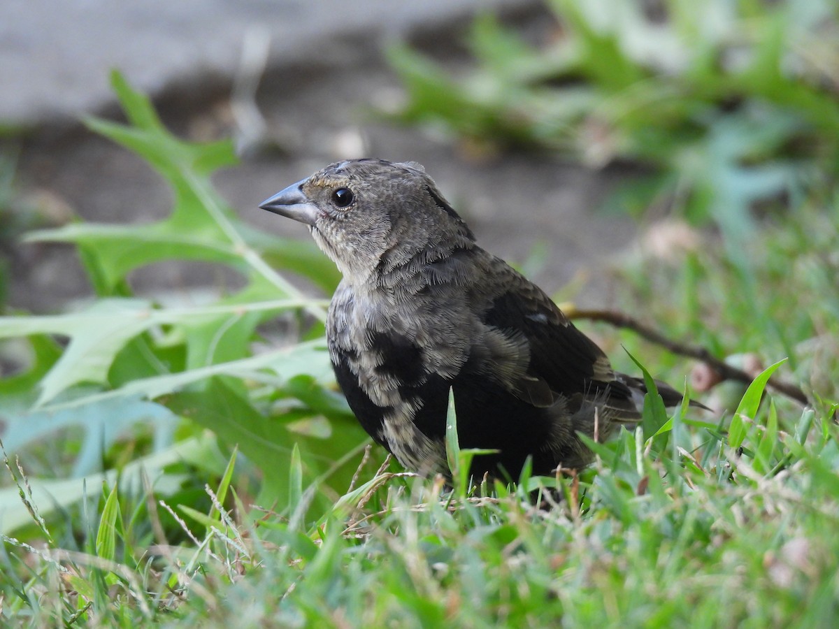 Brown-headed Cowbird - ML646719768