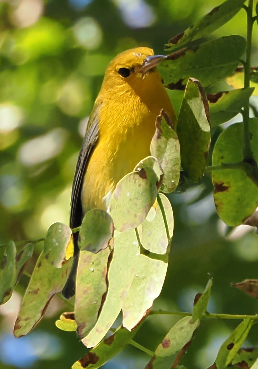 Prothonotary Warbler - ML646719770