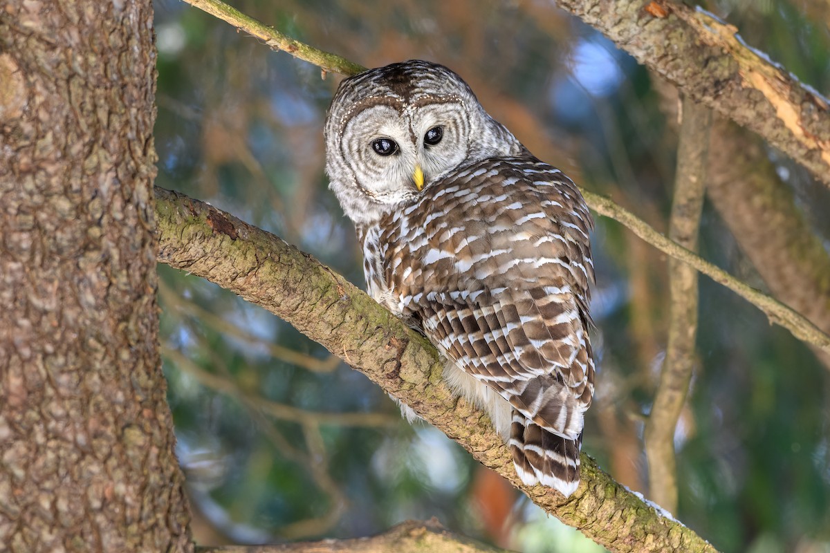 Cárabo Norteamericano - ML646719771