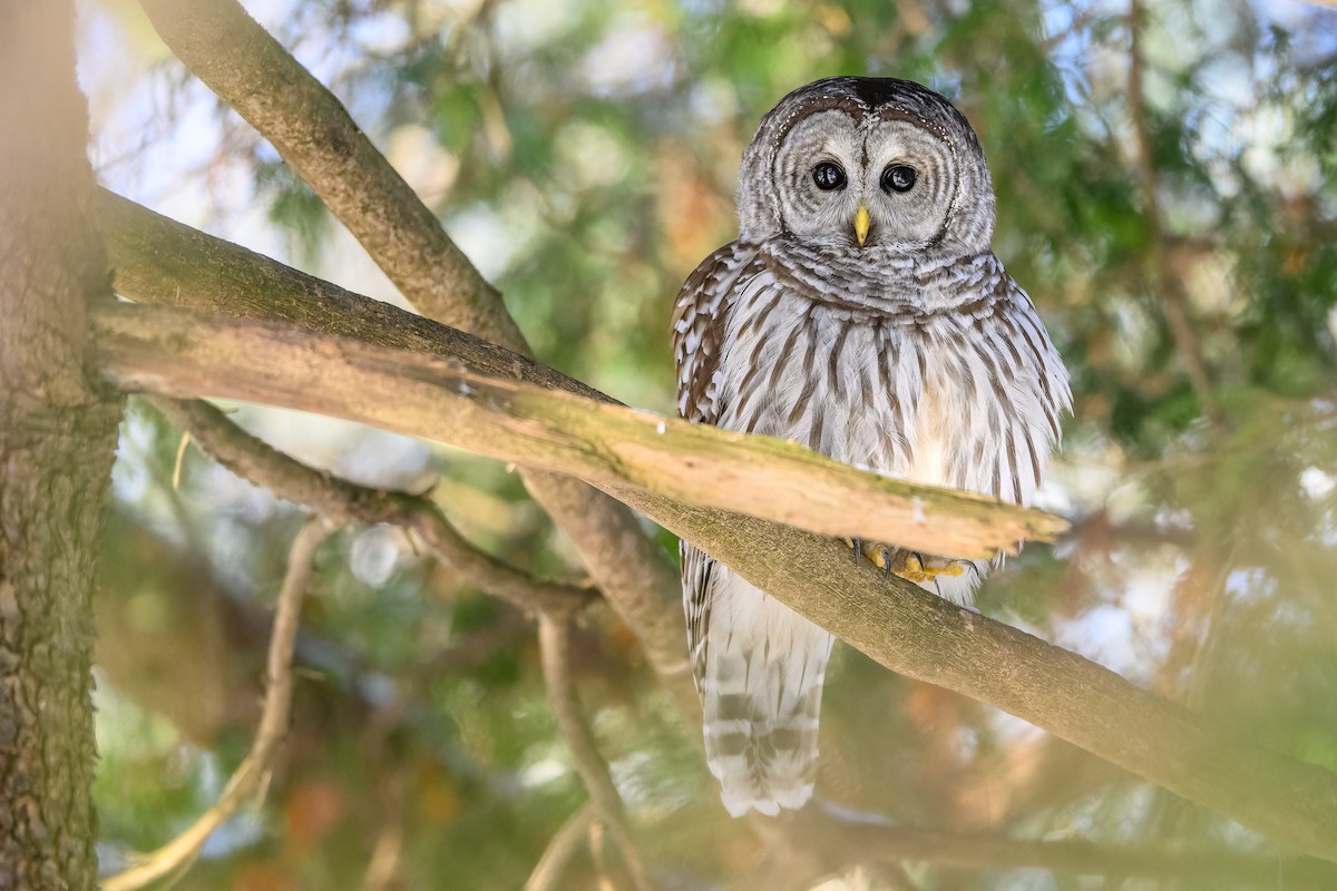 Cárabo Norteamericano - ML646719772