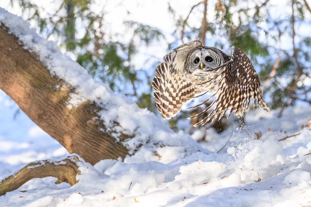 Cárabo Norteamericano - ML646719773