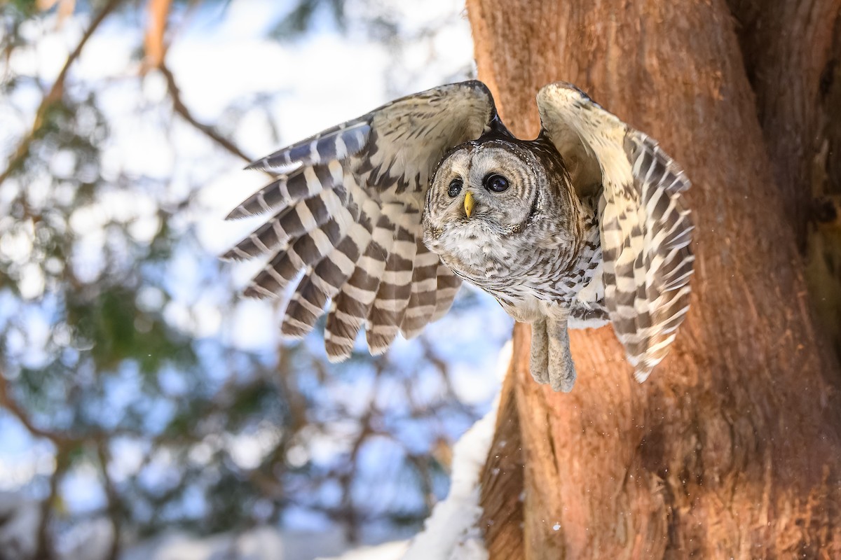 Cárabo Norteamericano - ML646719774