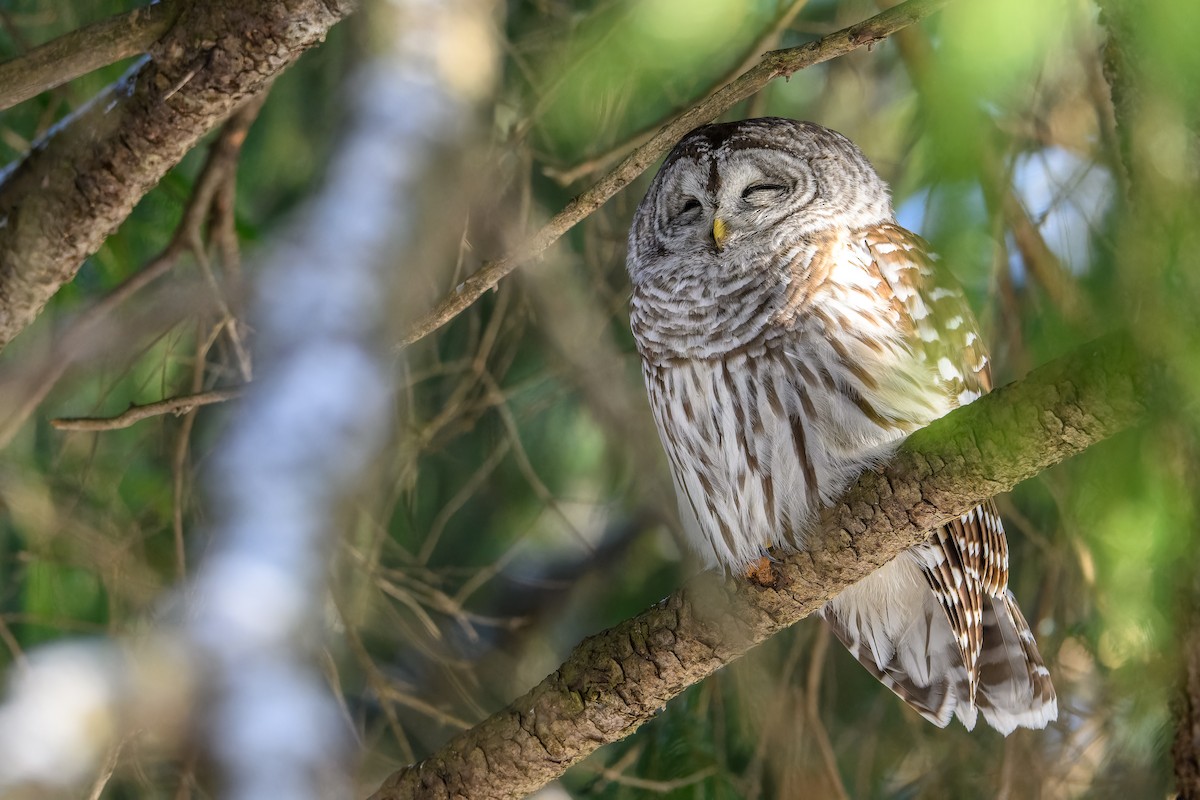 Cárabo Norteamericano - ML646719775