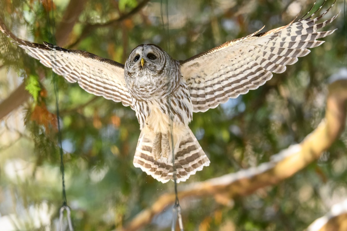 Cárabo Norteamericano - ML646719776