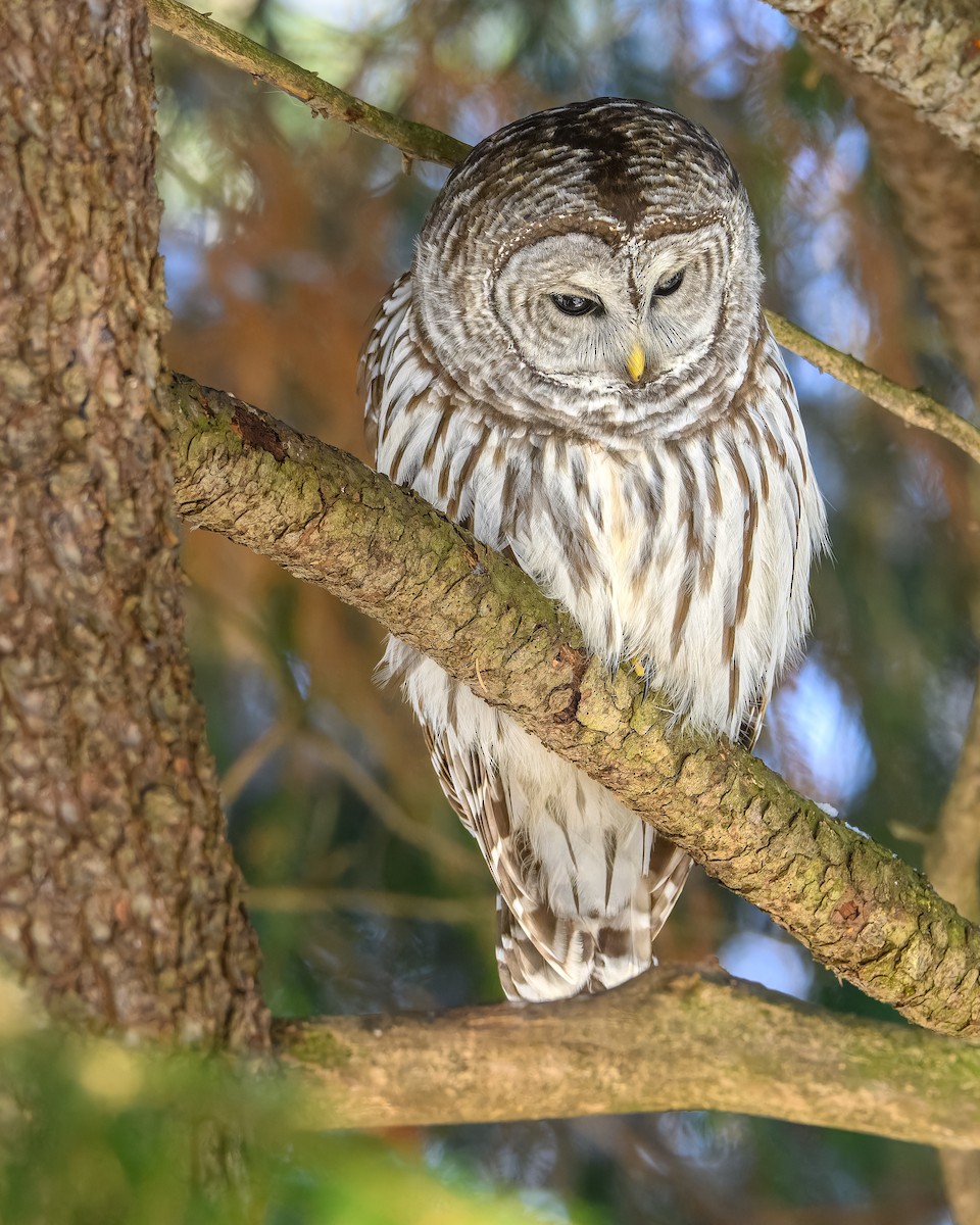 Cárabo Norteamericano - ML646719777