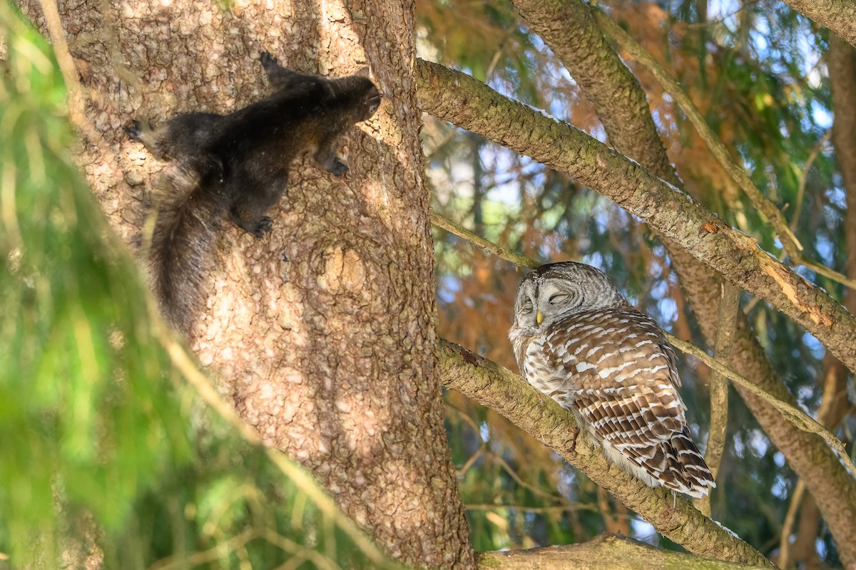 Cárabo Norteamericano - ML646719778