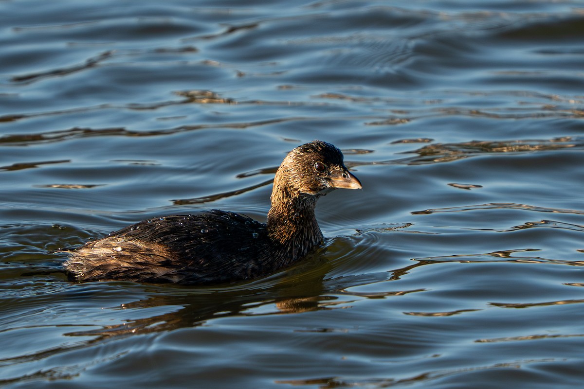 Pied-billed Grebe - ML646719779