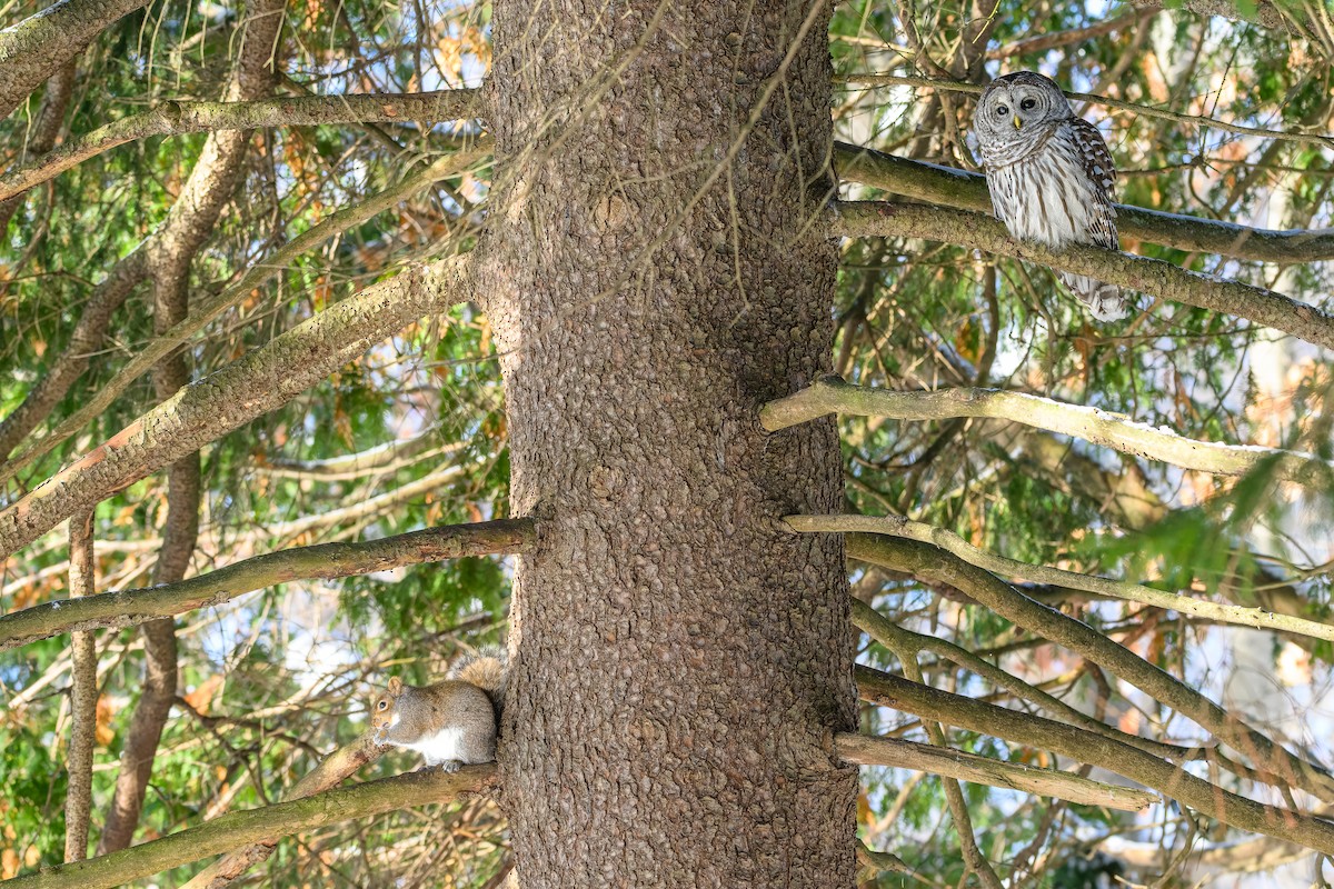 Cárabo Norteamericano - ML646719780