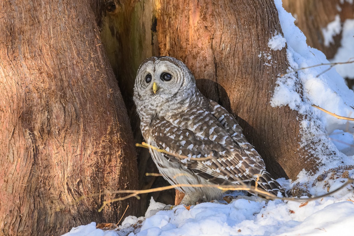 Cárabo Norteamericano - ML646719781