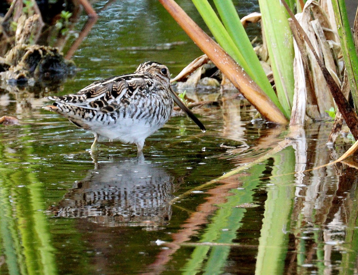 Wilson istingorra - ML646719785