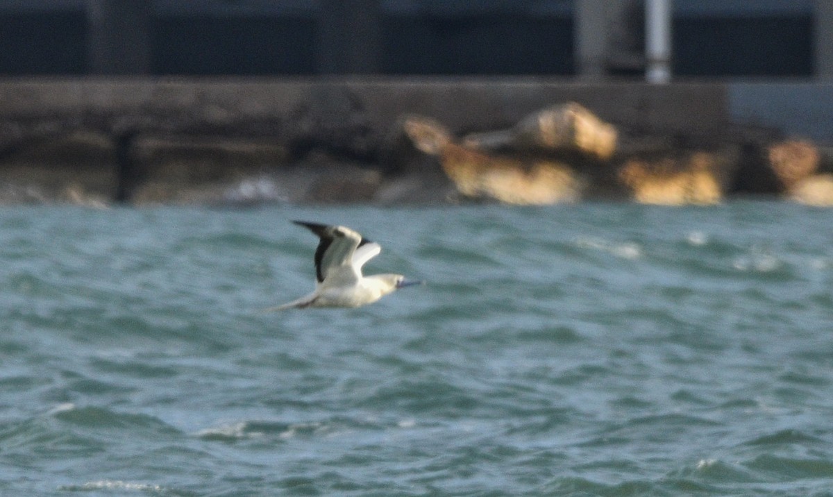 Piquero Patirrojo - ML646719786