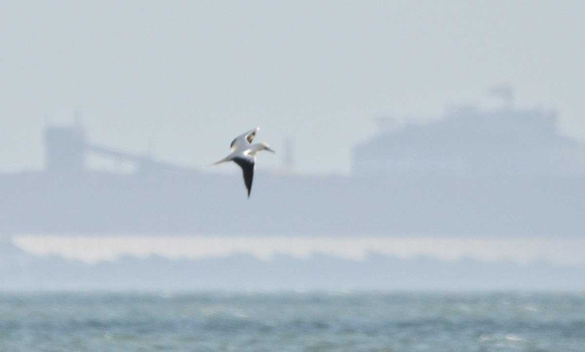 Piquero Patirrojo - ML646719787