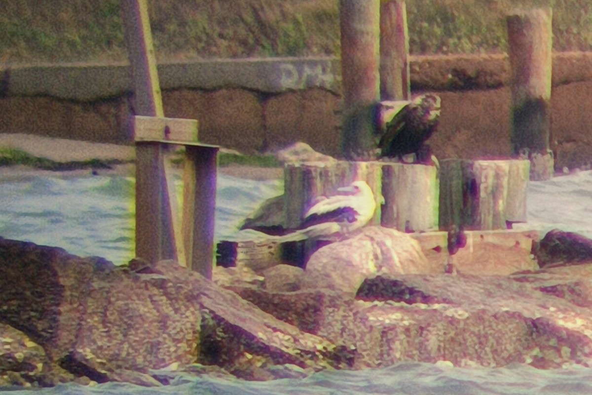 Piquero Patirrojo - ML646719788