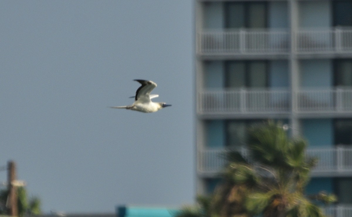 Piquero Patirrojo - ML646719789