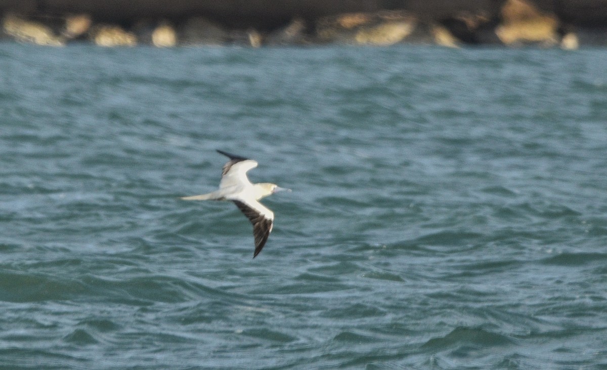 Piquero Patirrojo - ML646719790