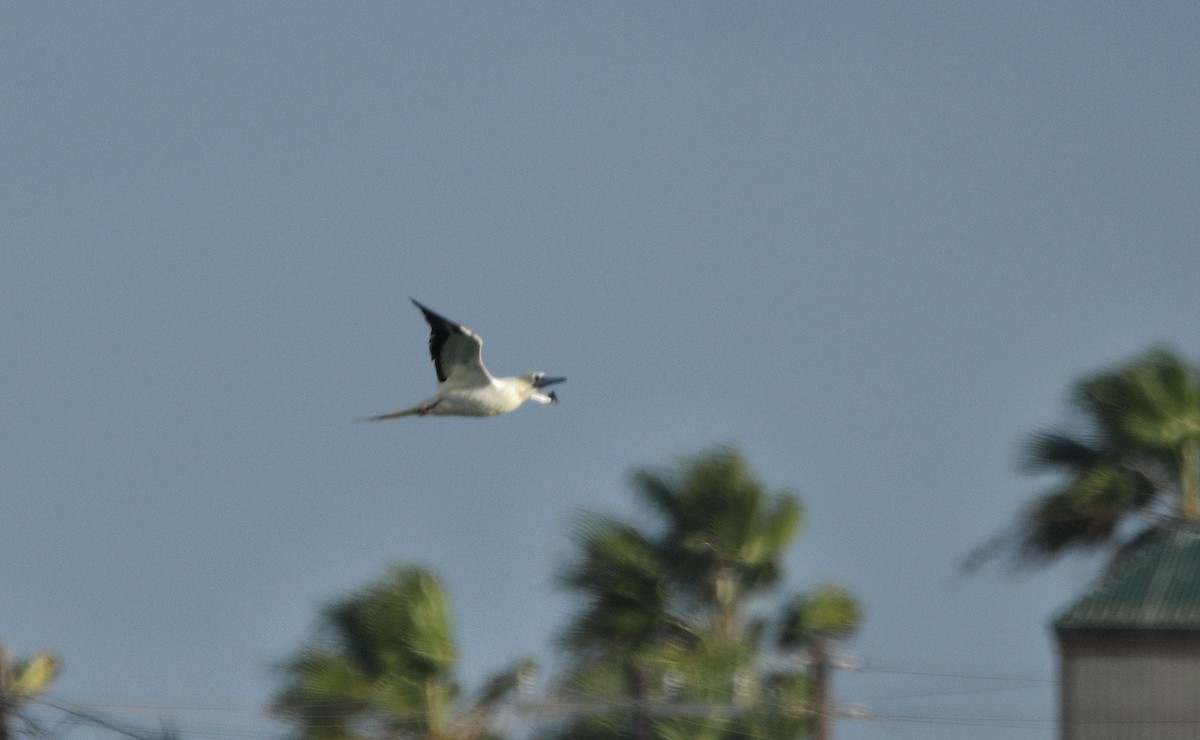 Piquero Patirrojo - ML646719791