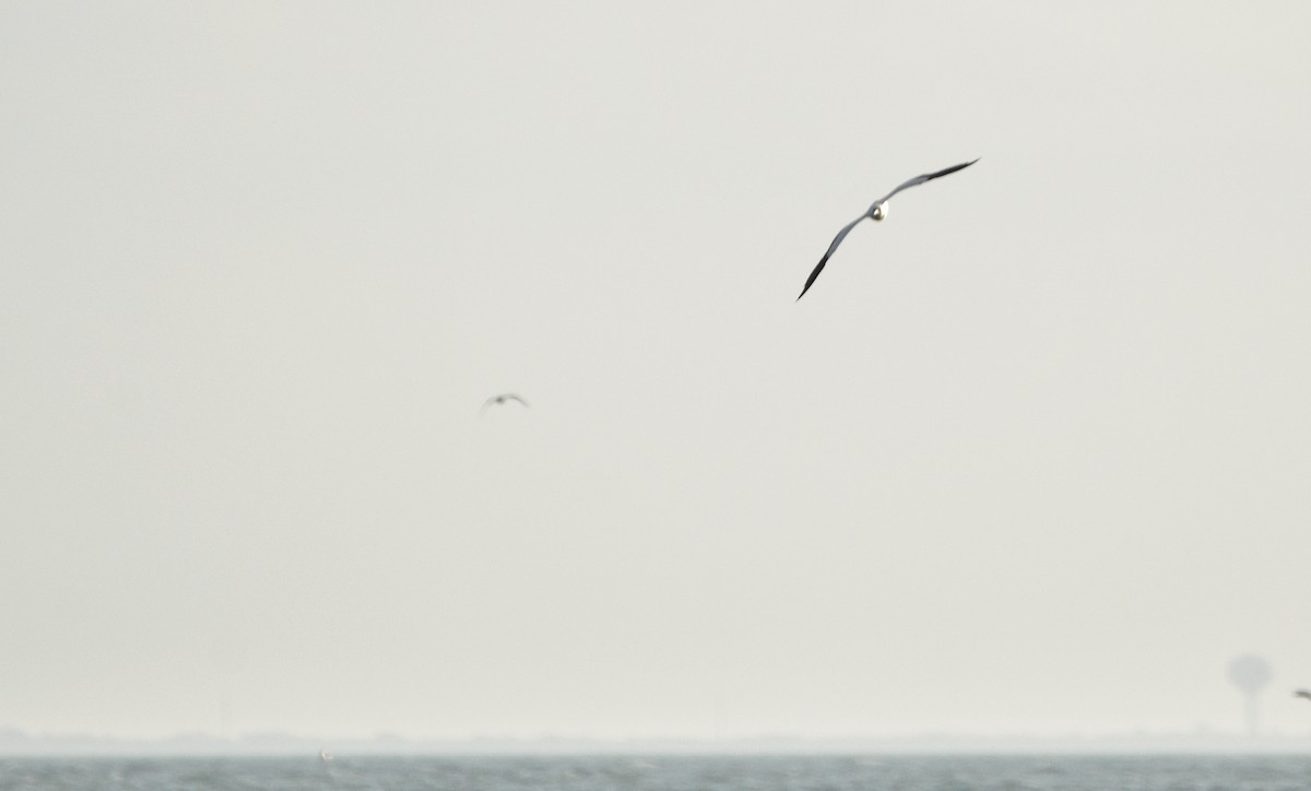 Piquero Patirrojo - ML646719792