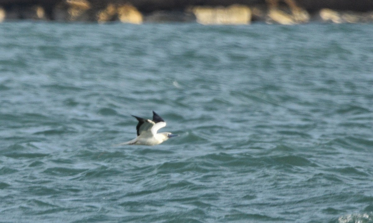 Piquero Patirrojo - ML646719793