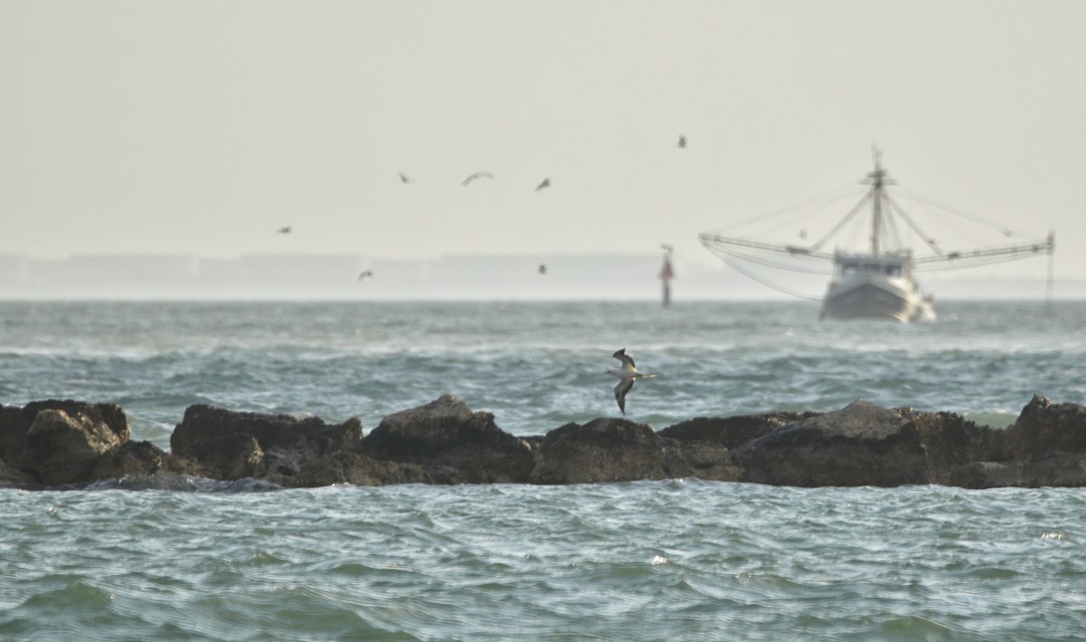 Piquero Patirrojo - ML646719794