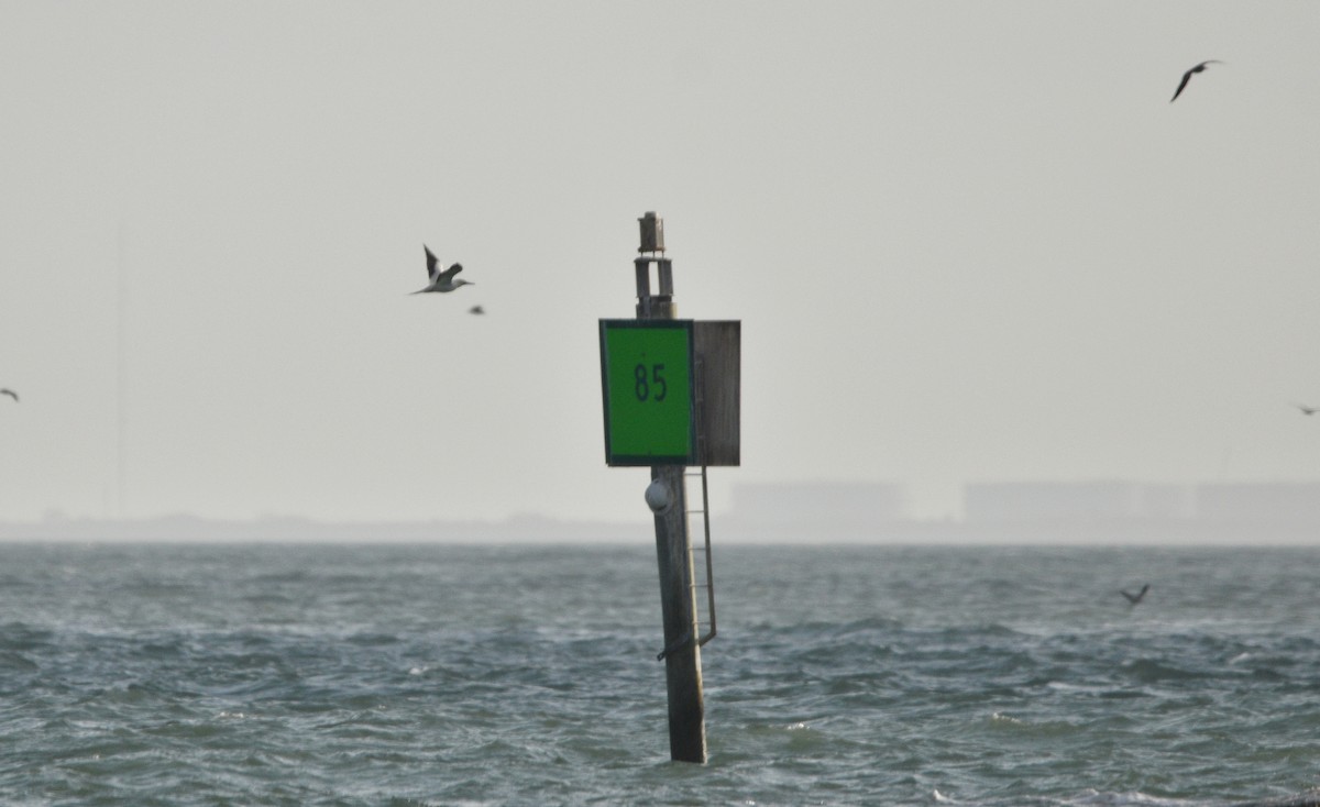 Piquero Patirrojo - ML646719795