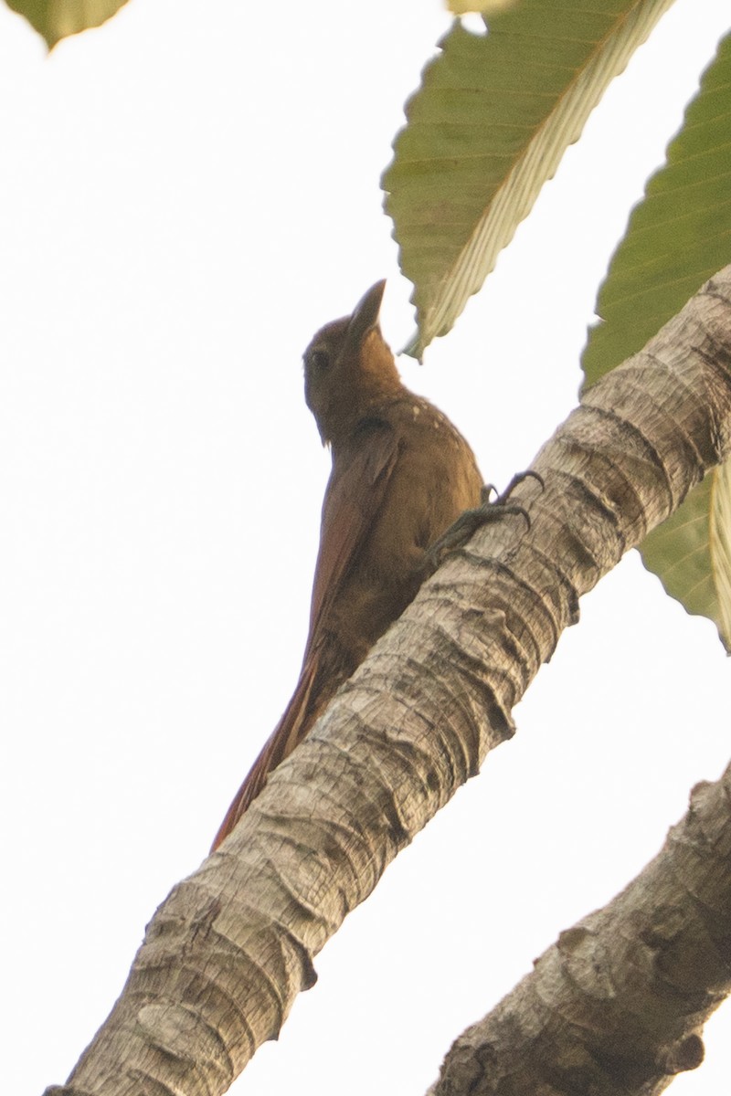 Cinnamon-throated Woodcreeper - ML646719797