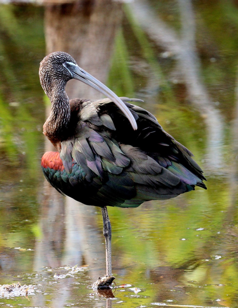 Beltzaran arrunta - ML646719802