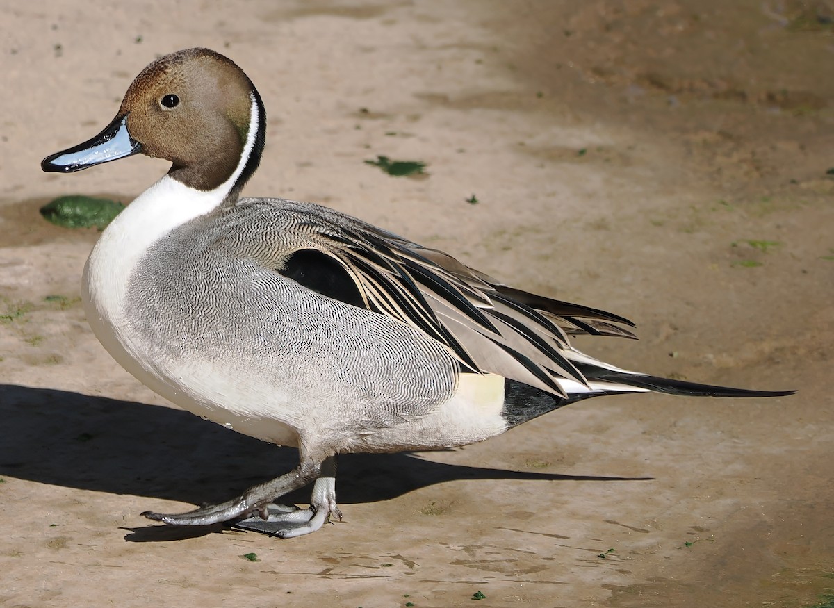 Northern Pintail - ML646719810