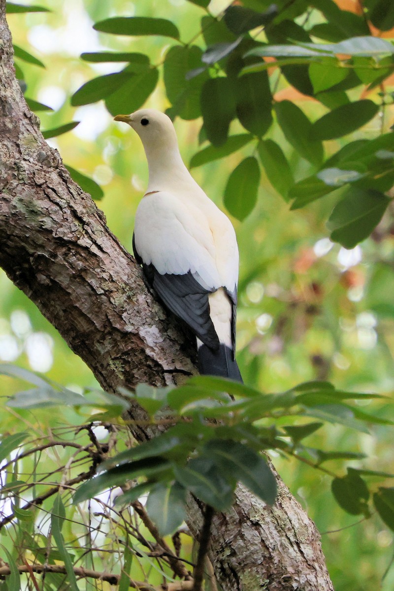 Torresian Imperial-Pigeon - ML646719811