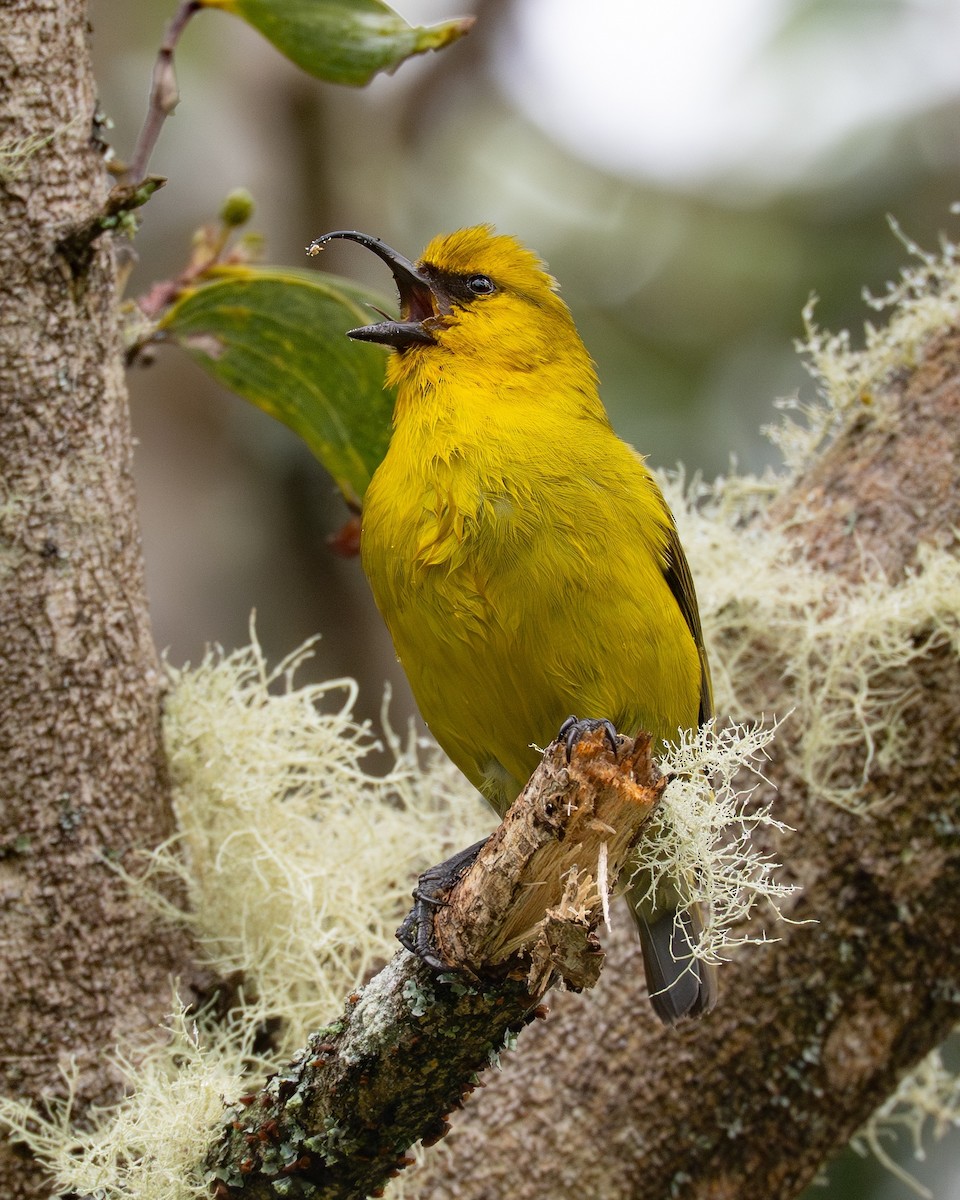 Akiapolaau - ML646719812