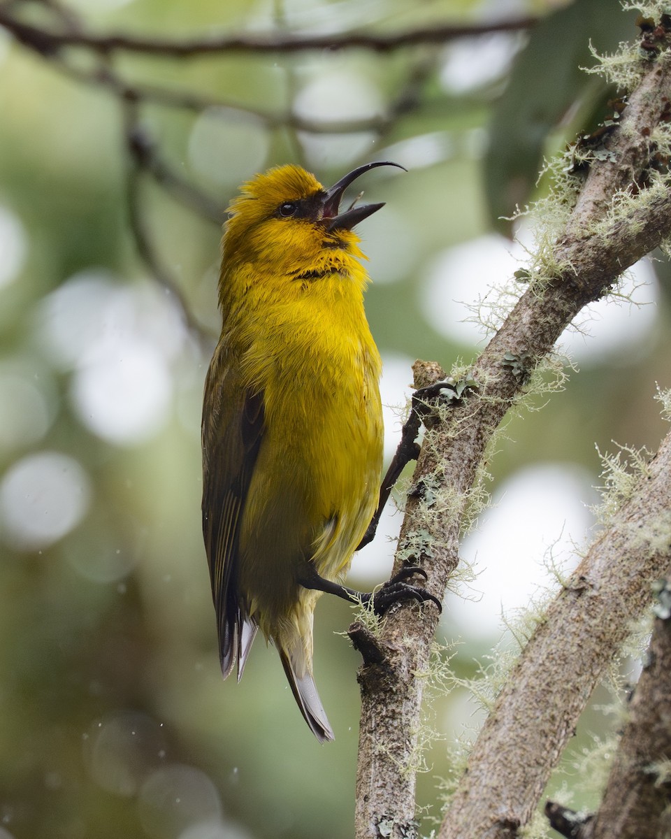 Akiapolaau - ML646719813