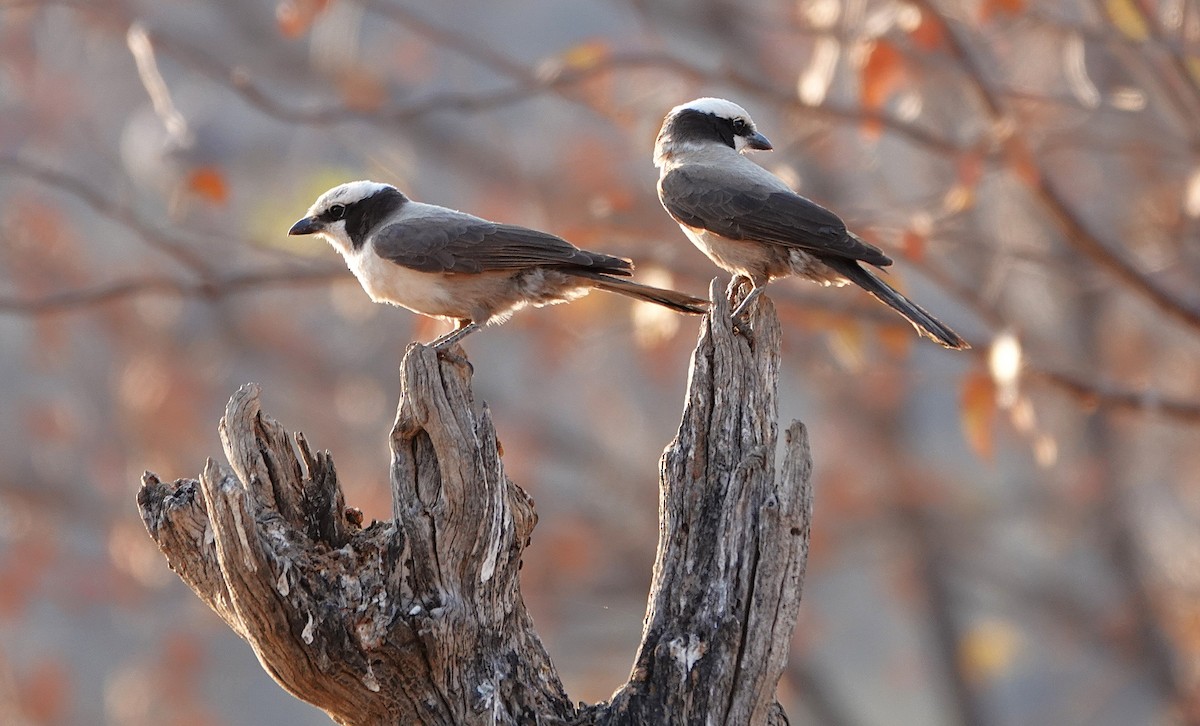 White-crowned Shrike - ML646719817