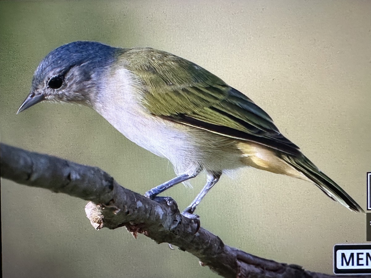 Kestane Etekli Sivrigaga - ML646719818