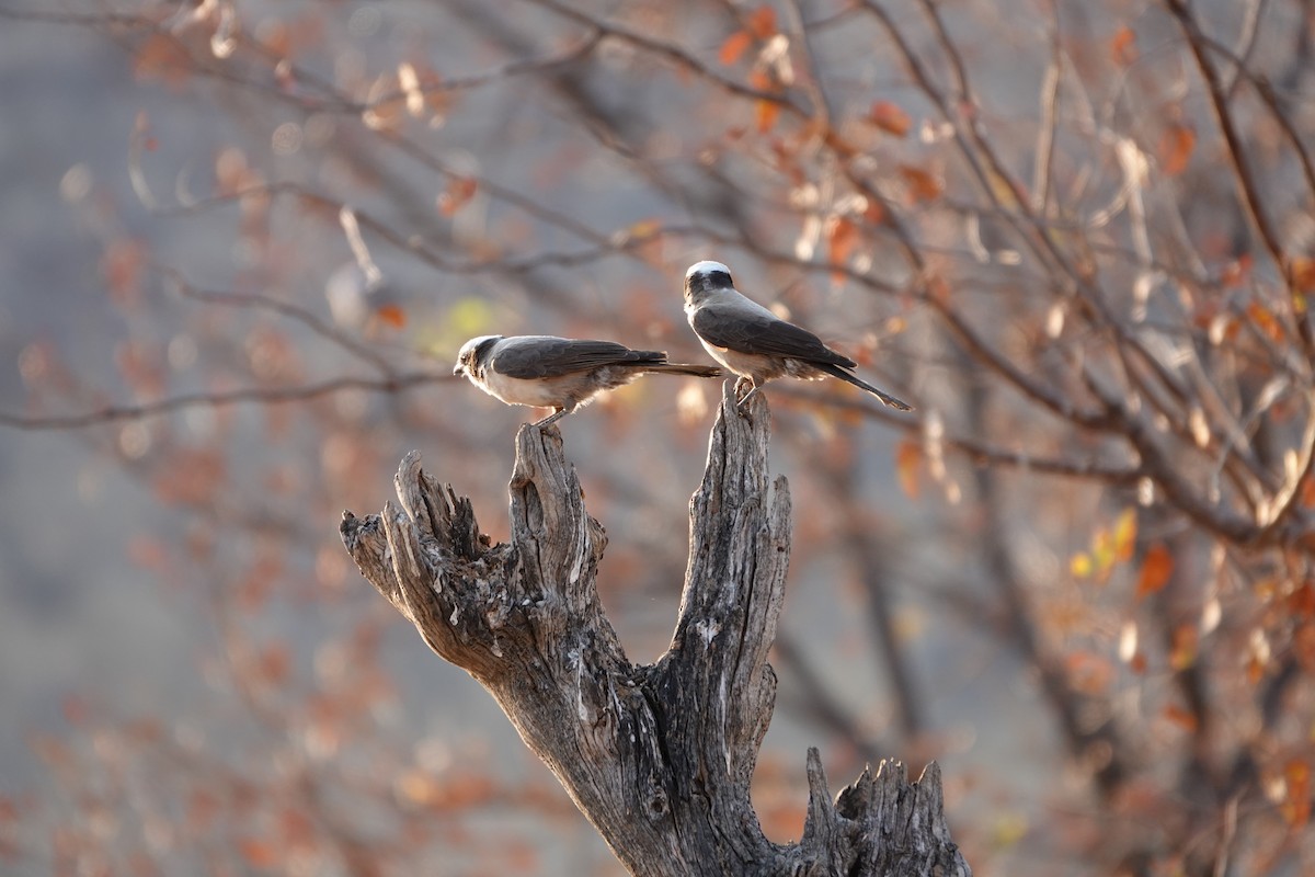 White-crowned Shrike - ML646719819