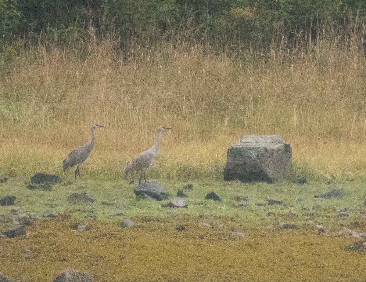 Kurrilo kanadarra - ML646719825