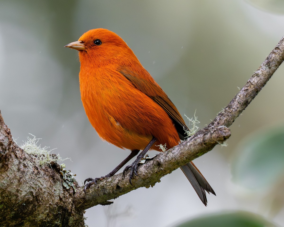 Hawaii Akepa - ML646719826