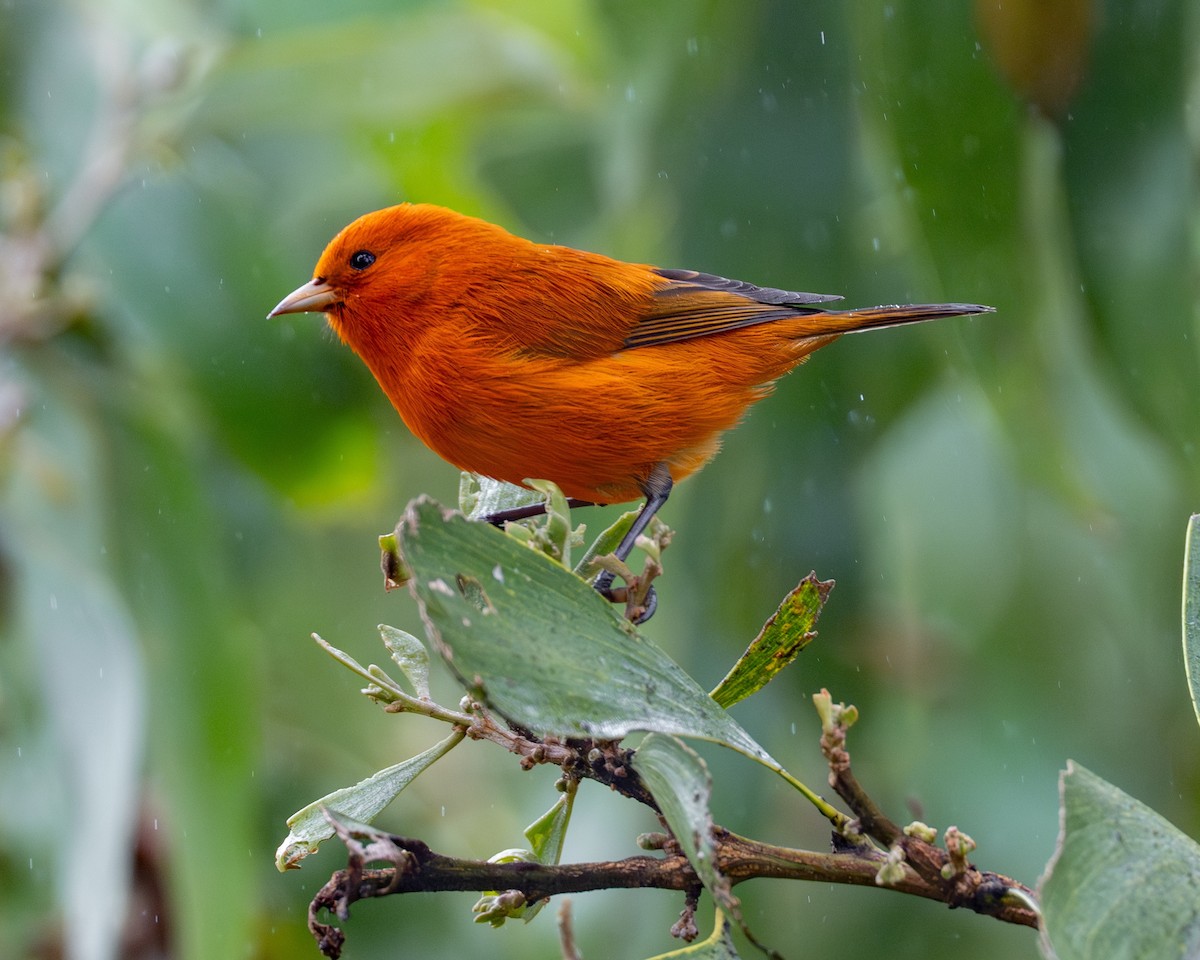 Hawaii Akepa - ML646719827