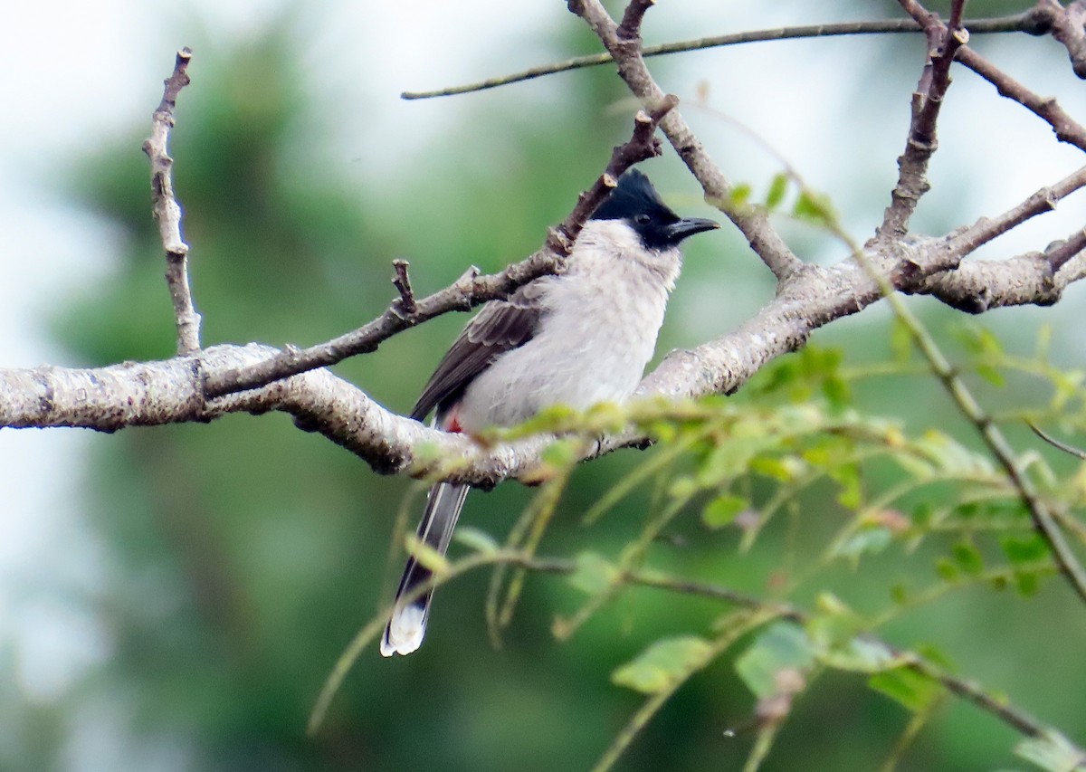 Sooty-headed Bulbul - ML646719829