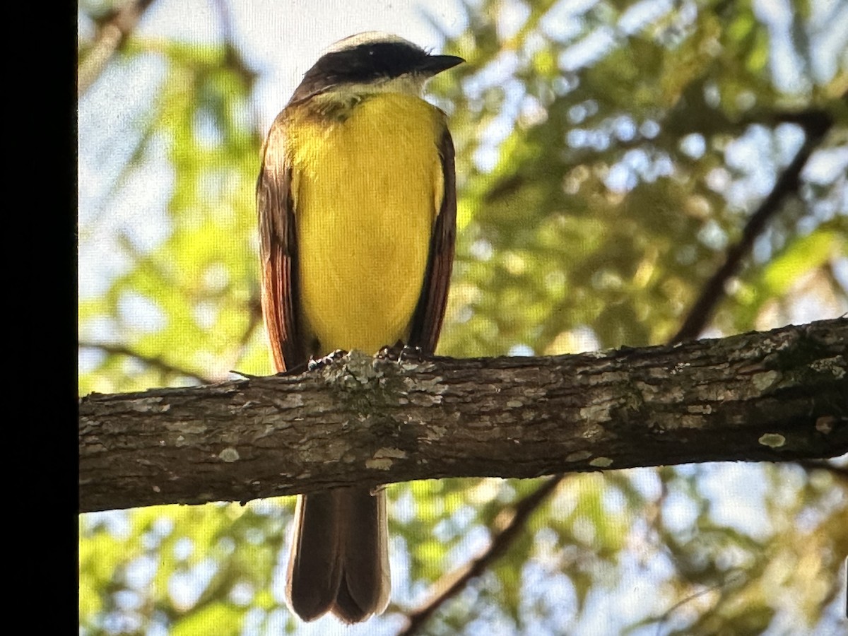 Kızıl Kanatlı Tiran - ML646719830