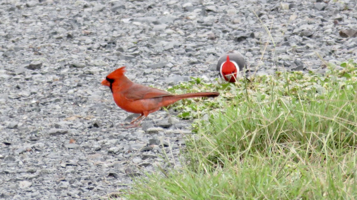 Кардинал червоний - ML646719831