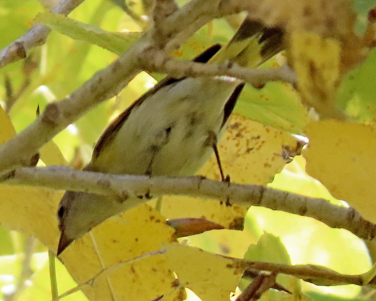 American Redstart - ML646719832