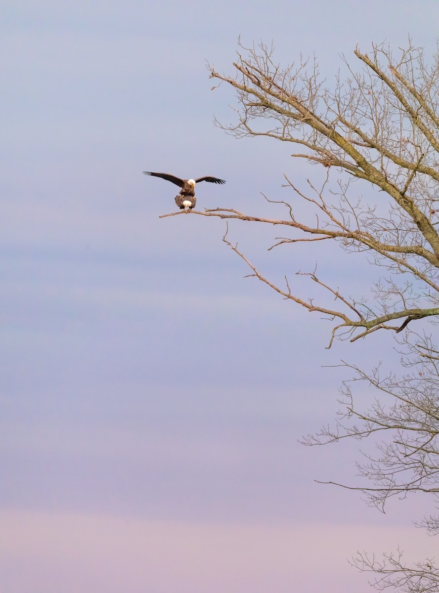 Bald Eagle - ML646719834