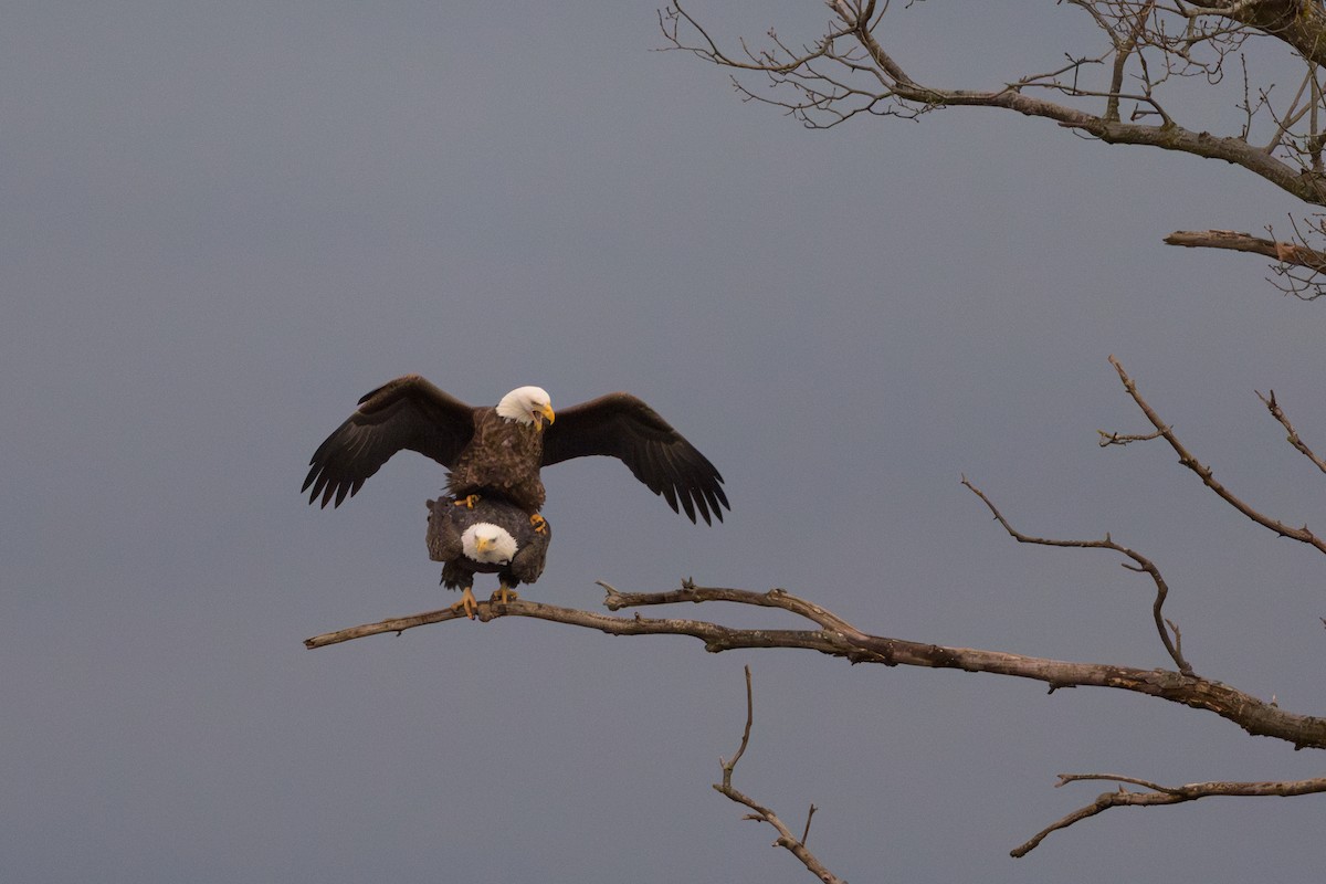 Bald Eagle - ML646719835
