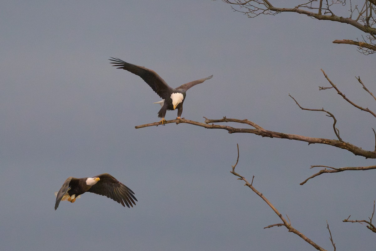 Bald Eagle - ML646719836